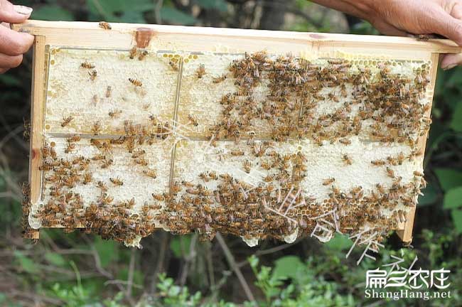 大理蜜蜂（fēng）養殖技