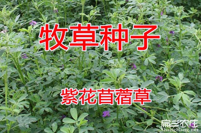 廉江竹鼠種苗批發