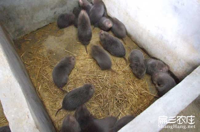 建水花兔竹鼠養殖合作社