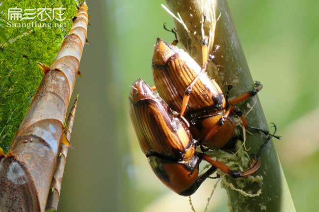 竹蜂養殖技術