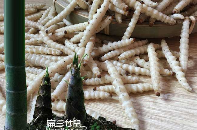 南平（píng）竹（zhú）蟲養殖