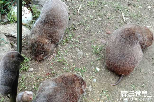 衡東竹鼠養殖基地