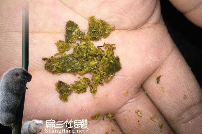 不成形的竹鼠大便