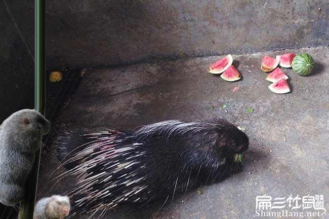 福州肉兔養殖基地