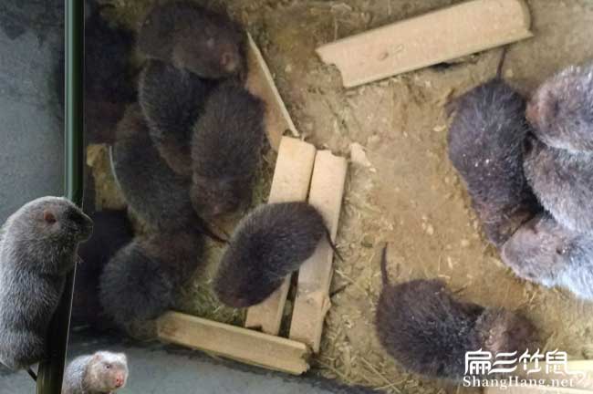 严陵竹鼠养殖