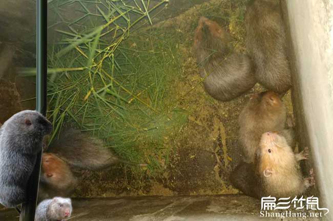 平昌竹鼠養殖聯盟