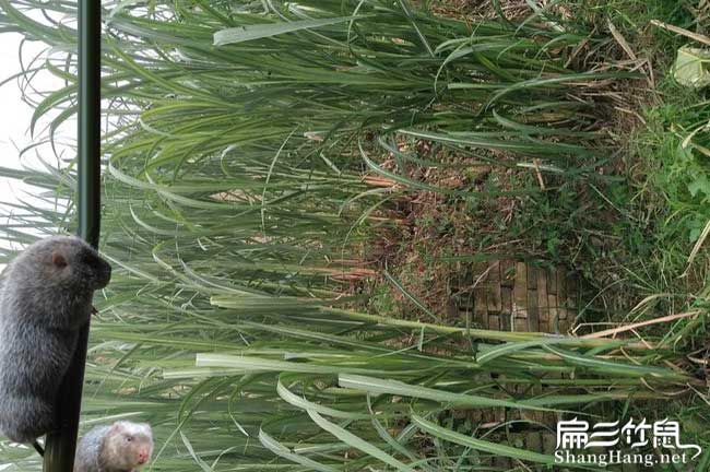 樂亭竹鼠養殖基地