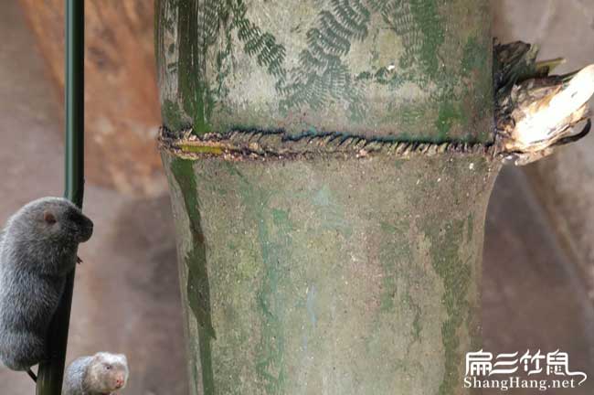 館陶（táo）竹鼠養殖