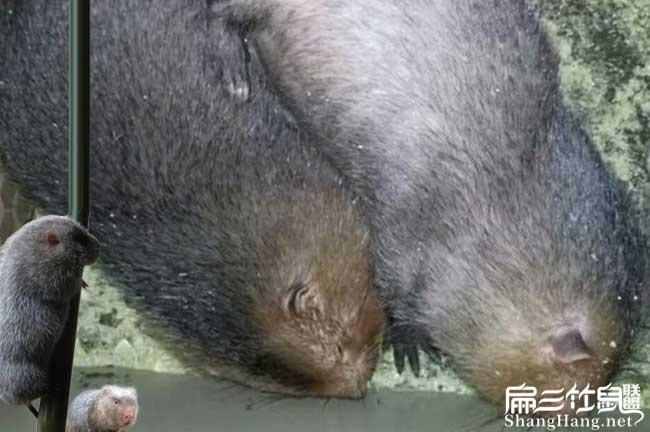 野兔（tù）J昭通竹鼠養殖基地 昭通豚鼠野兔竹鼠種（zhǒng）苗繁殖場102對