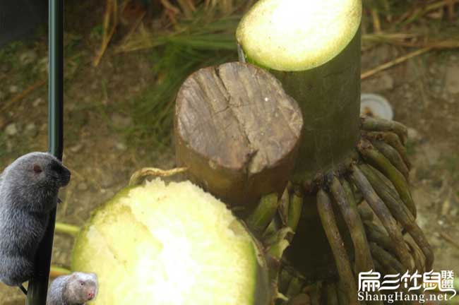 竹鼠種植食物