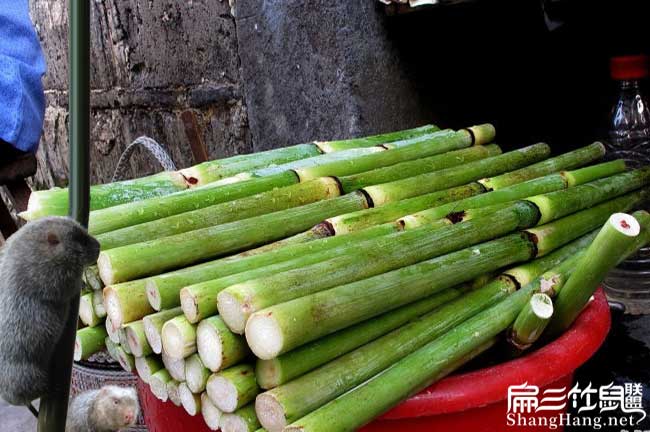 南宁皇竹草种植