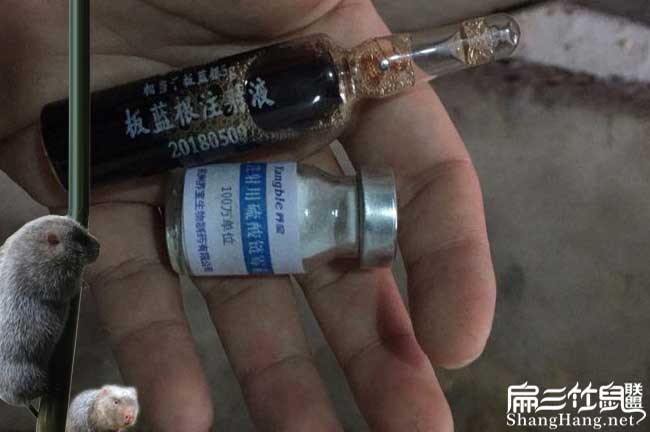 竹鼠養殖用藥成本