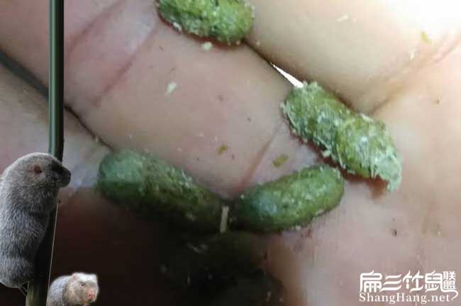 重慶竹鼠養（yǎng）殖腸炎