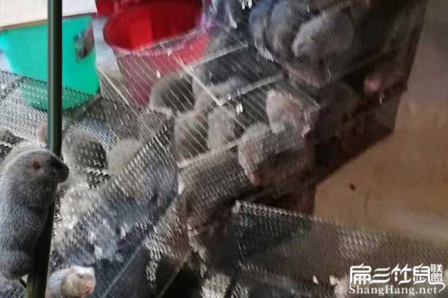 桂林商品竹鼠批發