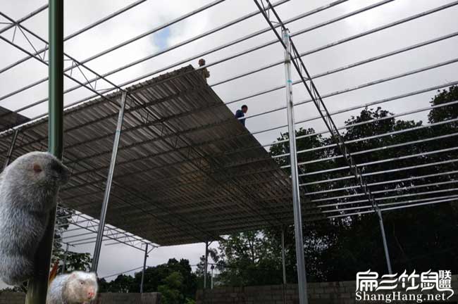 萍鄉大中的竹鼠養殖基地