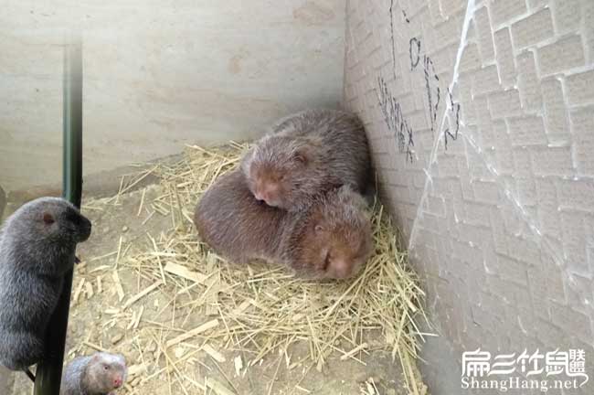 黑龍江竹鼠養殖基地