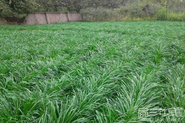 山西竹（zhú）鼠食物