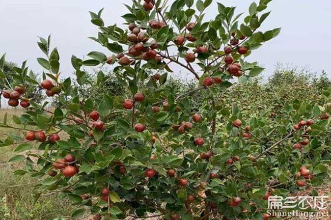 湖南大果油（yóu）茶基地