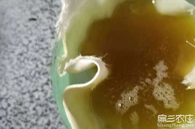 廣西油茶批發