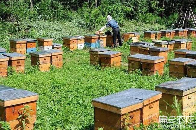 蜜蜂養殖