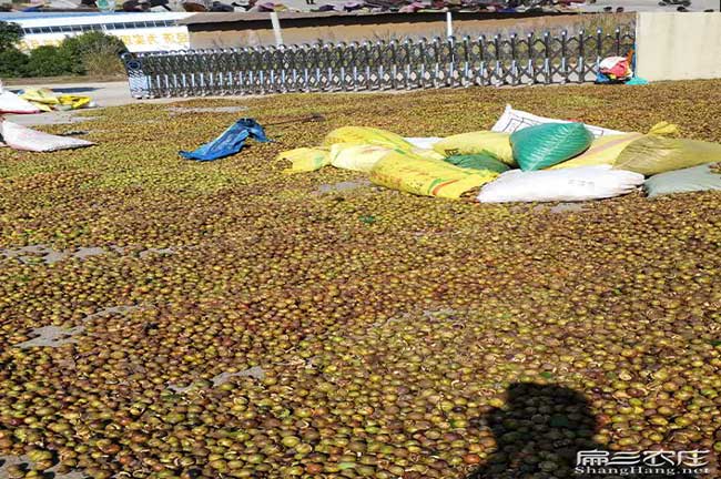 銀川油茶種植