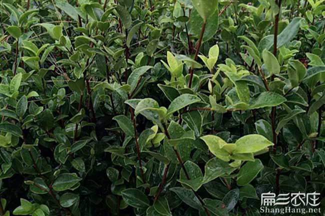 武漢油茶苗（miáo）批發