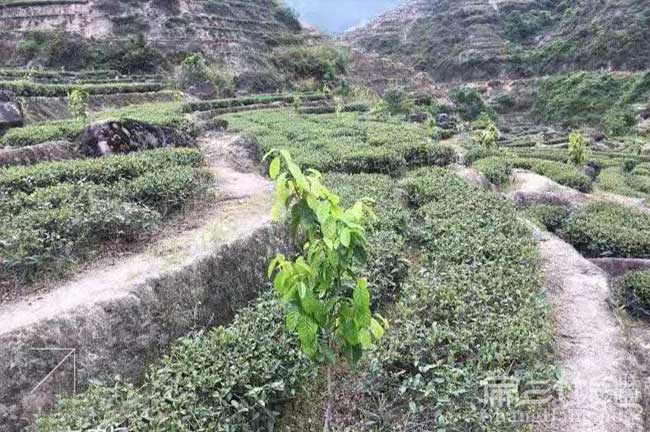 江西油茶園（yuán）