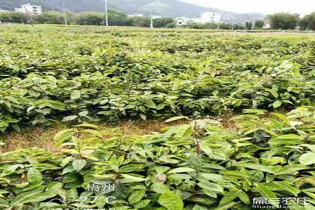 安鄉油茶苗圃