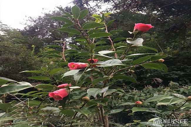 撫州紅（hóng）花油茶苗