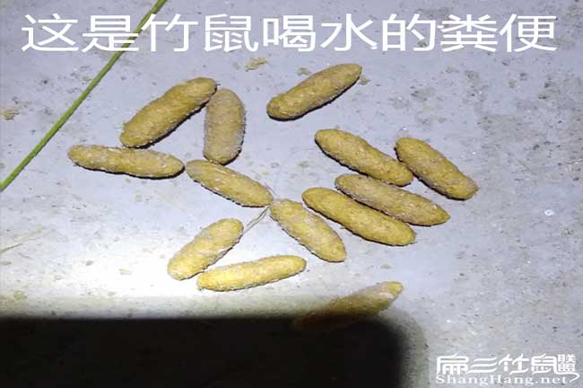 竹鼠喝水的大便