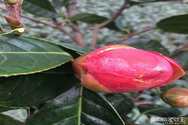 贛州大果紅花油茶