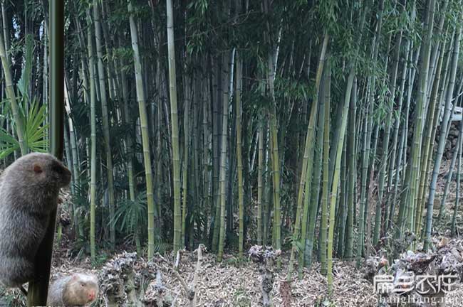 福州（zhōu）竹（zhú）鼠吃的食物