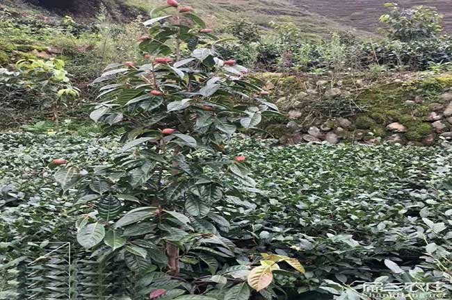 懷化嫁接油茶苗