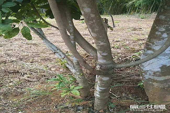 野生鴨腳（jiǎo）種苗