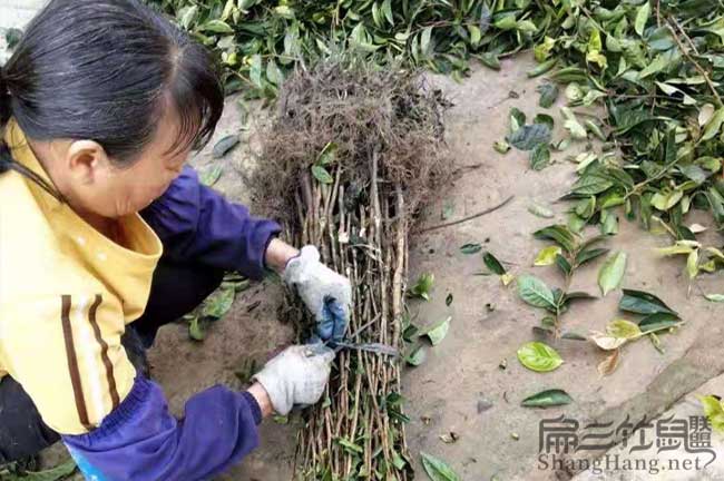 吉首（shǒu）茶油苗種植