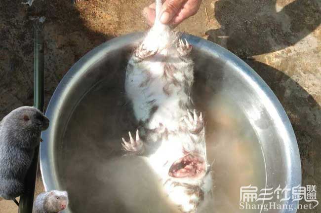 現殺竹鼠肉