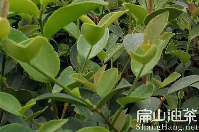 赣州8800亩油茶苗种（zhǒng）植育苗标（biāo）准基地亩产100多斤油