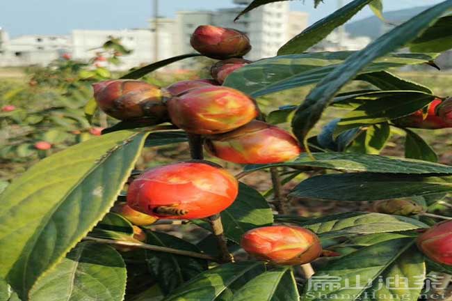 四川大果油（yóu）茶苗