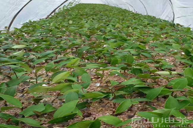 油（yóu）茶苗批發