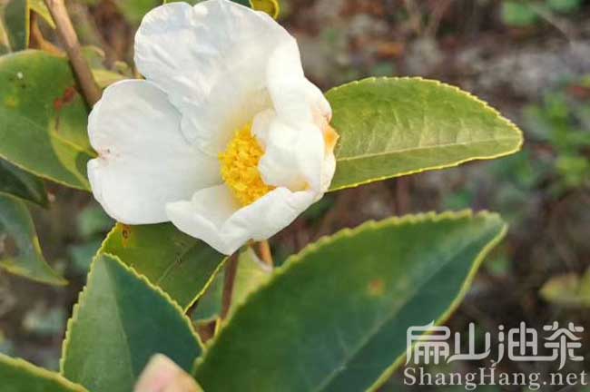 宜春油茶苗批發