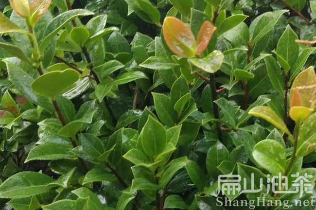 廈門山（shān）茶（chá）油批發