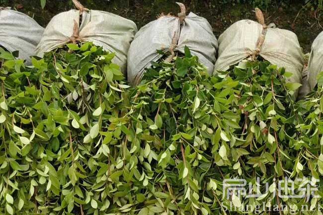 景德鎮嫁接油茶（chá）苗