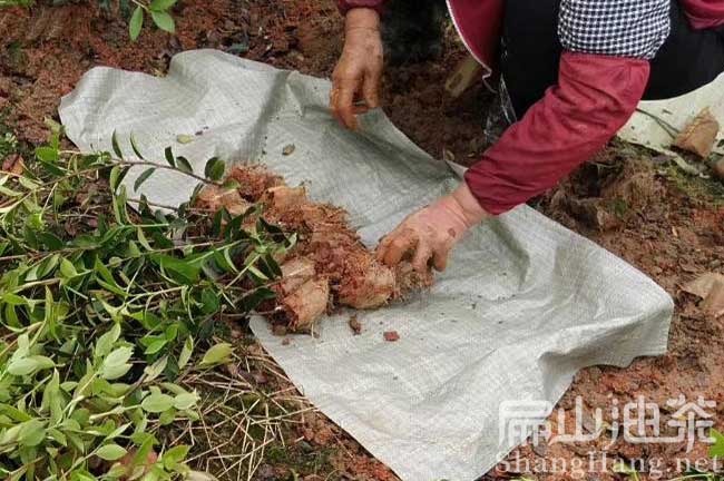 湖南油茶杯苗