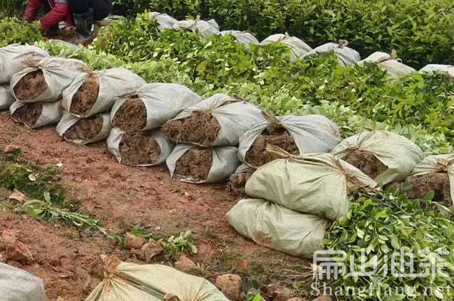 福建大油（yóu）茶苗基地