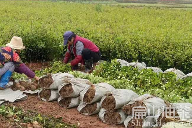 萍鄉油茶基地