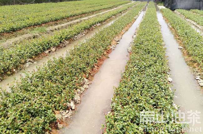 贛州茶樹苗育（yù）苗基地