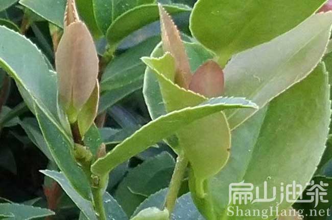 茶陵油茶苗批（pī）發