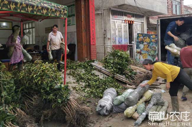 大果油茶苗