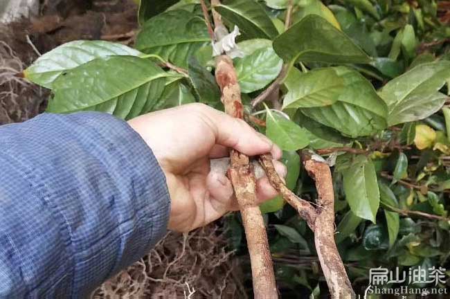 三明紅花大果油茶苗