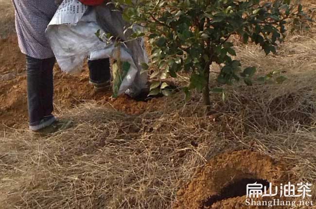 油茶施肥方法